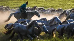 Seorang penggembala menangkap kuda dengan laso dalam atraksi budaya di sebuah pusat pembiakan kuda di Wilayah Ujimqin Barat, Xilin Gol, Daerah Otonom Mongolia Dalam, China utara, pada 31 Juli 2020. (Xinhua/Peng Yuan)