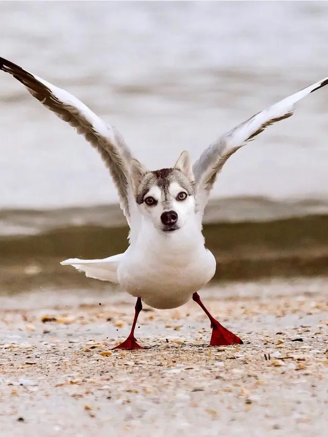6 Editan Foto Hewan Berkepala Anjing Ini Nyeleneh, Unik Pol