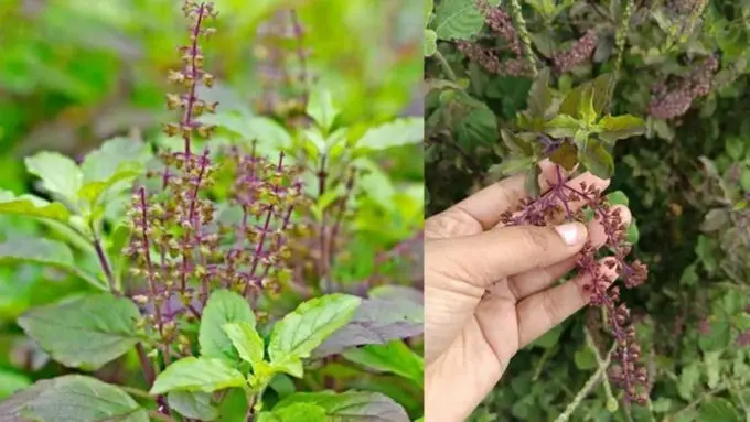 Daun Tulsi atau Kemangi Suci