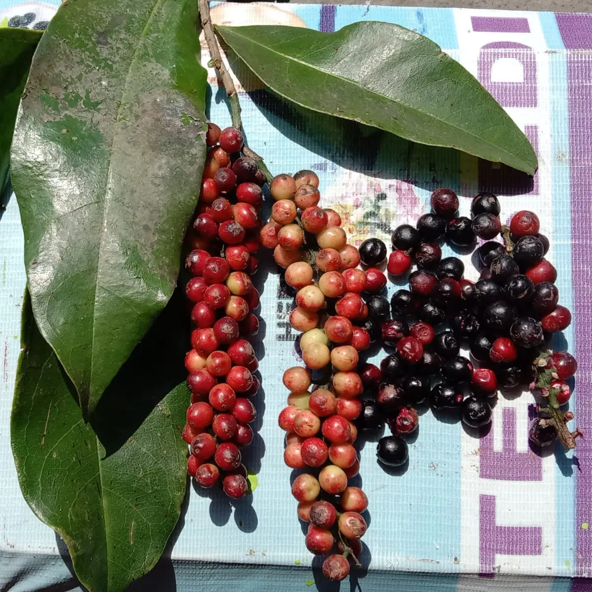 Memaksimalkan Manfaat Buni, Buah Langka Untuk Kesehatan - Regional