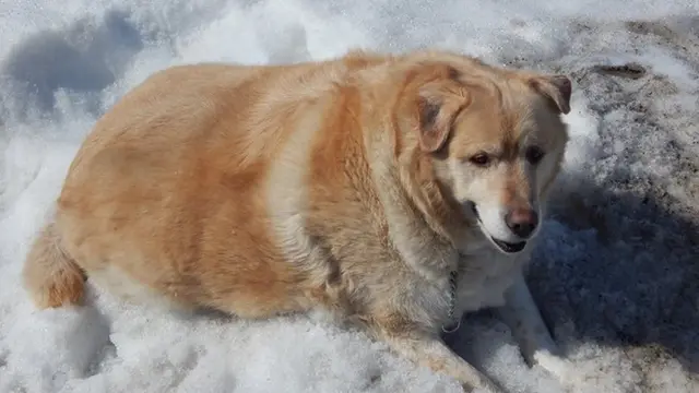 Perjuangan anjing diet turun 45 kg