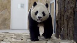 Soraya, panda betina yang dikirim oleh China ke Qatar sebagai hadiah untuk Piala Dunia, berjalan di penampungannya di Rumah Panda di Al Khor Park, dekat Doha, Rabu (19/10/2022). Kedua panda juga telah diberi dua nama Arab, yakni Suhail untuk Jing Jing dan Soraya untuk Si Hai, oleh Qatar. (AP Photo, Lujain Jo)