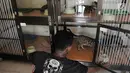 Penjaga hotel atau cat boy memberi minum kucing-kucing peliharaan yang dititipkan di Hotel Kucing Mimo, Jakarta, Rabu (29/5/2019). Hotel Kucing Mimo memiliki 25 unit kamar yang terdiri dari tiga jenis. (merdeka.com/Iqbal Nugroho)