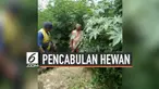 Pria bernama Sicko Manoon Bunjin tertangkap basah warga saat mencabuli seekor sapi betina di semak-semak. Warga pun melaporkan pria berusia 68 tahun itu ke polisi. Hasil pemeriksaan polisi menyebutkan jika pria tersebut tak hanya sekali mencabuli hew...