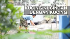 Sebuah kisah penyelamatan seekor kucing yang diduga menderita tumor. Walau kucing itu menderita tumor, sulit bagi Doni Herdaru bersama Animal Defenders untuk menangkap sang kucing  