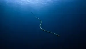 Ular Laut yang Bisa Menyelam hingga Kedalaman 245 Meter, Ini Faktanya