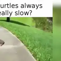 Video ini membuktikan bahwa tak setiap kura berjalan dengan lambat.