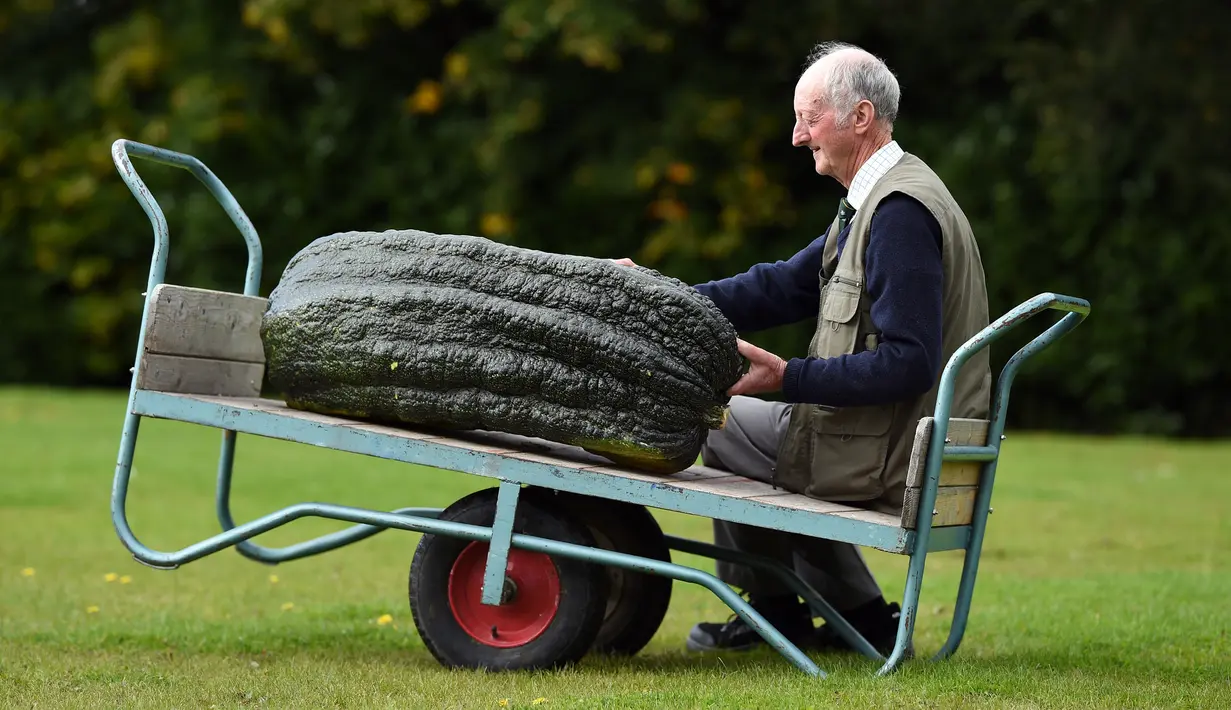 Peter Glazebrook berpose dengan marrow seberat 66,8 kg yang berhasil memenangkan kelasnya ketika mengikuti kompetisi sayuran dan buah raksasa pada hari pertama Flower Show Autumn Harrogate, di Harrogate, Inggris, Jumat (15/9). (OLI SCARFF/AFP)