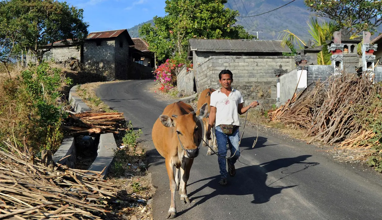 Warga membawa sapi ternaknya di Kab Karangasem, Bali, Selasa, (26/9). Pusat Vulkanologi dan Mitigasi Bencana Geologis (PVMBG) menaikkan status Gunung Agung dari level III Siaga menjadi level IV Awas, Jumat (22/9) lalu. (AFP Photo/Sonny Tumbelaka)