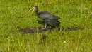 Seekor burung bertengger di pepohonan di bukit San Miguel, dekat Medellin, Kolombia, Kamis (18/5). Pada tanggal 17 Mei, Kolombia diumumkan sebagai juara Global Big Day, dengan 1.486 spesies burung. (AFP/JOAQUIN SARMIENTO)