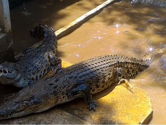 Ada Buaya Muara Di Hulu Sungai Serayu Aneh Regional Liputan6 Com