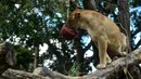 Seekor singa betina menjilat es krim daging di Kebun Binatang Santa Fe di Medellin, Kolombia pada 25 Januari 2020. Para penjaga kebun binatang memberikan es krim khusus pada hewan karena hamparan cuaca yang cukup panas di kota tersebut. (Photo by Joaquin SARMIENTO / AFP)