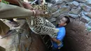 Dokter hewan, Bijoy Gogol berhasil mengangkat macan tutul yang terperosok ke dalam sumur kering di kawasan permukiman Guwahati, India, Rabu (13/12). Penyelamatan dilakukan oleh petugas kehutan dengan menggunakan tangga dan tali. (AP Photo/Anupam Nath)