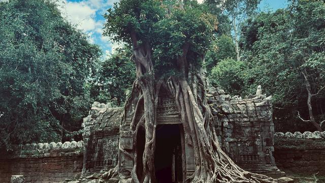 Ilustrasi pohon beringin