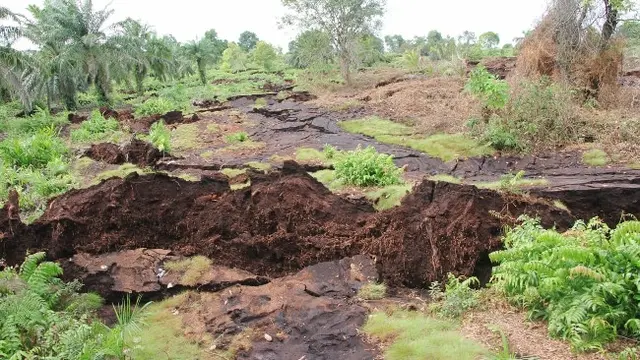 Kondisi tanah di Kabupaten Bengkalis sebagai dampak abrasi.