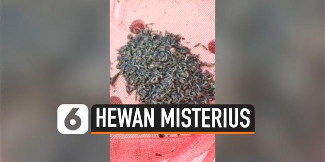 VIDEO: Pria Temukan Hewan Misterius dari Dalam Kolam