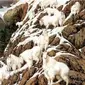 Berapa Jumlah Domba yang Kamu Lihat Dalam Gambar Ini? Dapat Ungkap Kepribadianmu (Sumber: Newsdelivers)