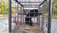 Beruang masuk pemukiman yang dievakuasi BBKSDA Riau dari Kabupaten Siak setelah ditembak pakai bius. (Liputan6.com/M Syukur)