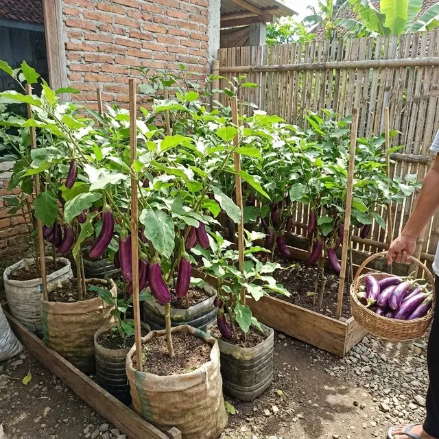 Ide Kebun Terong di Kebun Ukuran 2x2 Tapi Panen Melimpah