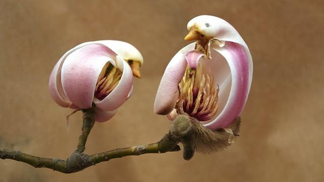 Wow 24+ Gambar Bunga Burung - Gambar Bunga Indah