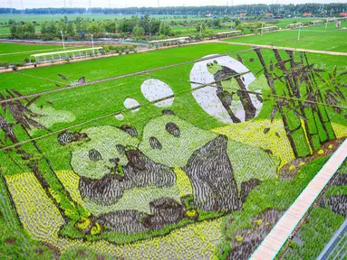 Foto udara yang diambil pada 20 Juni 2023 ini menunjukkan gambar panda yang dibuat dengan menanam berbagai varietas padi di sawah di Shenyang, provinsi Liaoning timur laut China. (STR / AFP)