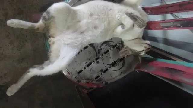 7 Potret Pose Kucing Tidur Telentang Ini Kocak, Bikin Salah Fokus