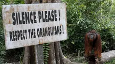Seekor orang utan beraktivitas di antara pepohonan di Taman Nasional Tanjung Puting, Kalimantan Tengah, Selasa (16/6/2015). Penebangan hutan ancaman utama populasi orang utan, spesies kera besar yang dikenal akan kecerdasannya. (REUTERS/Darren Whiteside)