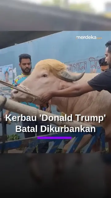 Kerbau Viral Mirip "Donald Trump" Diamankan Otoritas Bangladesh, Batal Dikurbankan