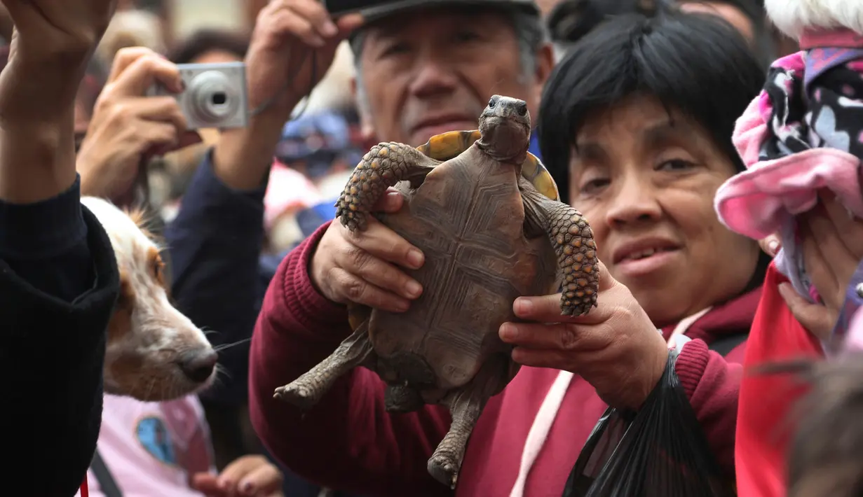 Seorang wanita mengangkat kura-kura peliharaannya untuk diberkati di Lima, Peru pada Minggu (6/10/2019). Pemberkatan hewan ini untuk menghormati Santo Fransiskus yang dikenal sebagai santo pelindung bagi binatang dan lingkungan hidup. (AP/Martin Mejia)