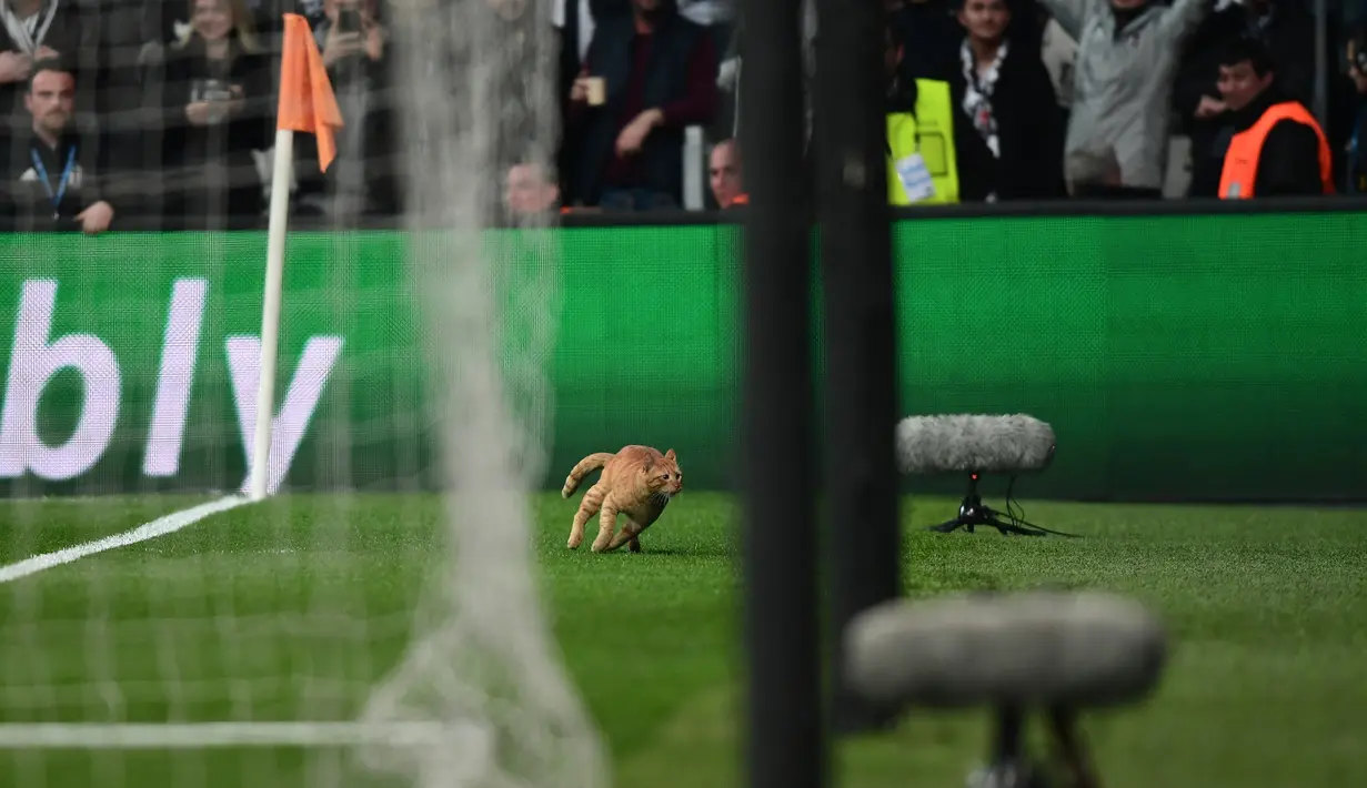 Seekor kucing masuk ke lapangan dan menginterupsi laga antara Besiktas kontra Bayern Munchen pada leg kedua 16 besar Liga Champions di Stadion Vodafone, Kamis (15/3). Kucing itu  sempat mengganggu jalannya pertandingan pada menit ke-50. (OZAN KOSE/AFP)