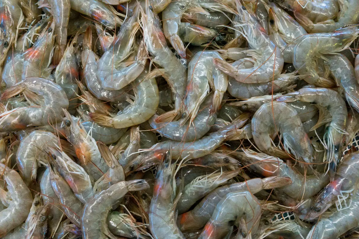 Ilustrasi udang