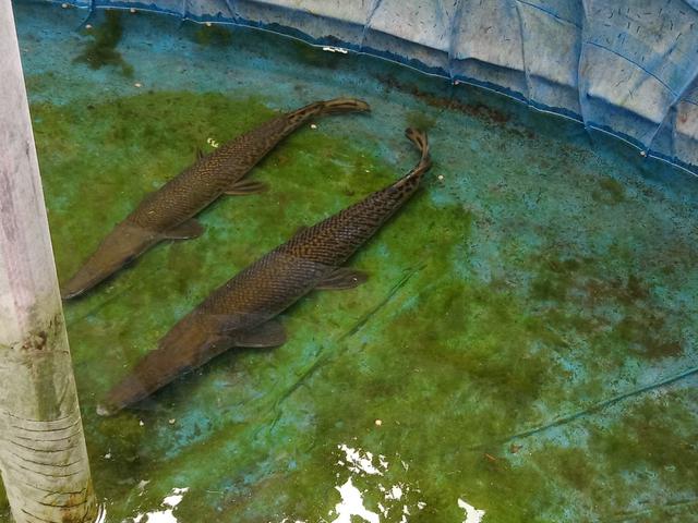 Ikan Aligator Tak Boleh Dipelihara Ini Alasannya Regional Liputan6 Com