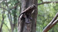 Terdapat 30 monyet ekor panjang yang hidup di Kawasan Ekowisata Mangrove PIK. (Liputan6.com/Herman Zakharia)