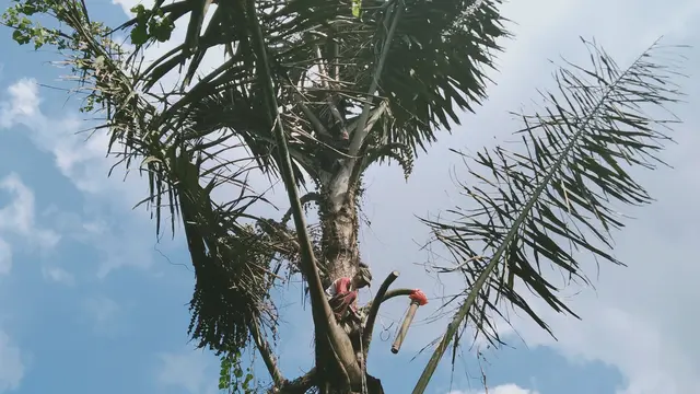 Kopi Tuak