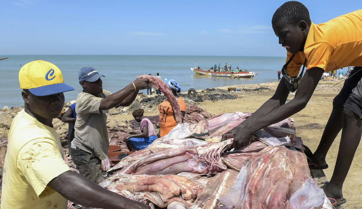 Daging hiu yang telah dipotong siap untuk dijemur, Pantai Mballing, Dakar, Senegal (1/4/2016). Daging hiu biasanya dikonsumsi, dijual di pasar lokal, hingga diekspor ke negara tetangga. (AFP Photo/Seyllou)