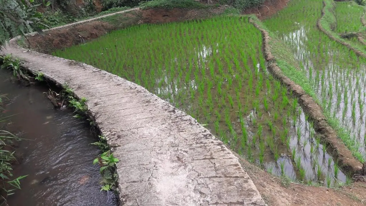 Lahan Pertanian Sawah. Dok Kementan