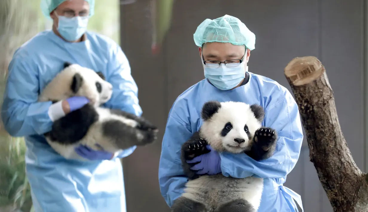Penjaga kebun binatang membawa panda kembar Meng Yuan dan Meng Xiang di Berlin Zoo, Berlin, Jerman, Rabu (29/1/2020). Meng Yuan dan Meng Xiang lahir pada bulan Agustus dari ibu Meng Meng, seekor panda dewasa yang dipinjamkan ke Berlin sejak 2017 dari kebun binatang di China. (AP Photo/Michael Sohn)
