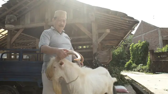 Staf Khusus Menteri Bidang Hukum, Pengawasan Koperasi dan Pembiayaan Kementerian Koperasi dan UKM, Agus Santoso memperlihatkan pejantan Saanen murni di kandang ternak Akar Rumput, Cilacap. (Foto: Liputan6.com/Muhamad Ridlo)