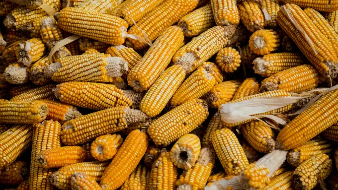 Manfaat Memakan Jagung Manis untuk Ibu Hamil