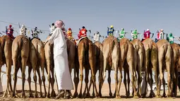 Seorang pawang menyiapkan para unta untuk mengikuti ajang balap selama Festival Moreeb Dune 2019 di gurun Liwa, Abu Dhabi, Selasa (1/1). Uniknya, yang menjadi joki bukanlah orang dewasa melainkan robot joki yang dikontrol dengan remot. (KARIM SAHIB / AFP)