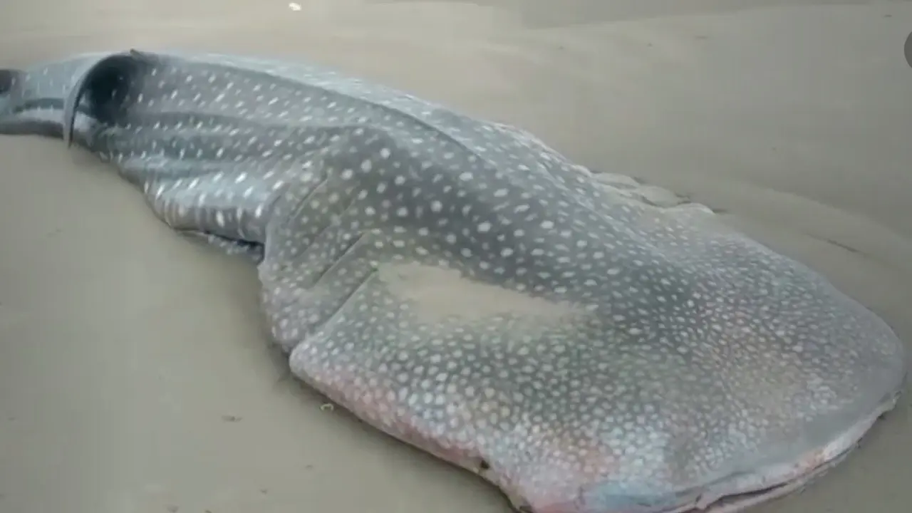Ikan Hiu Tutul ditemukan terdampar dalam keadaan mati di Pantai Ngagelan kawasan Taman Nasional Alas Purwo Banyuwangi (Istimewa)