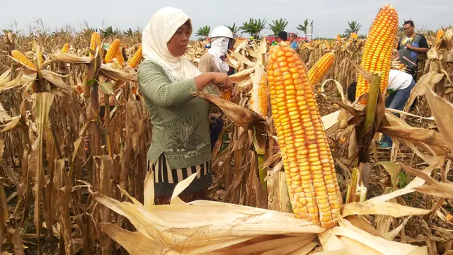 Panen Jagung diawal bulan Febuari 2017 merupakan hasil panen kedua yang dihasilkan dari program DMPA Kelompok Maju Tani Kecamatan Air Sugihan, Kabupaten Bayuasin Sumsel (Liputan6.com/Nefri Inge)