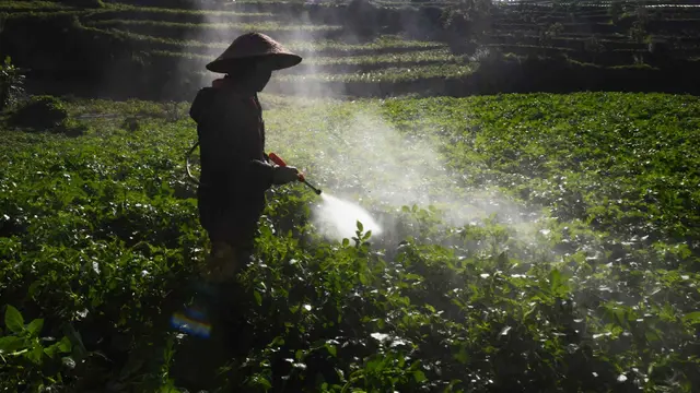 Tak Lagi Dapat Subsidi Pupuk, Petani Kentang Dieng Keluhkan Permentan No. 10 Tahun 2022