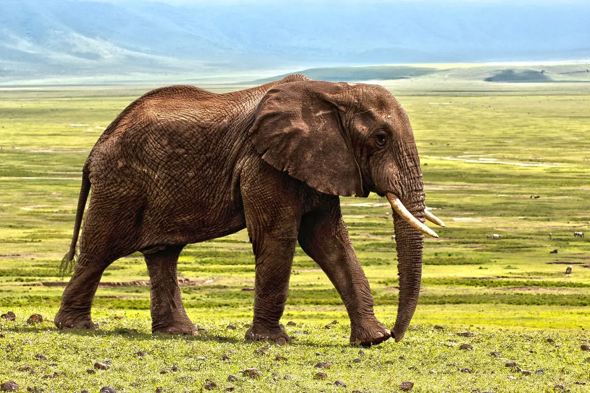 Ilustrasi hewan gajah