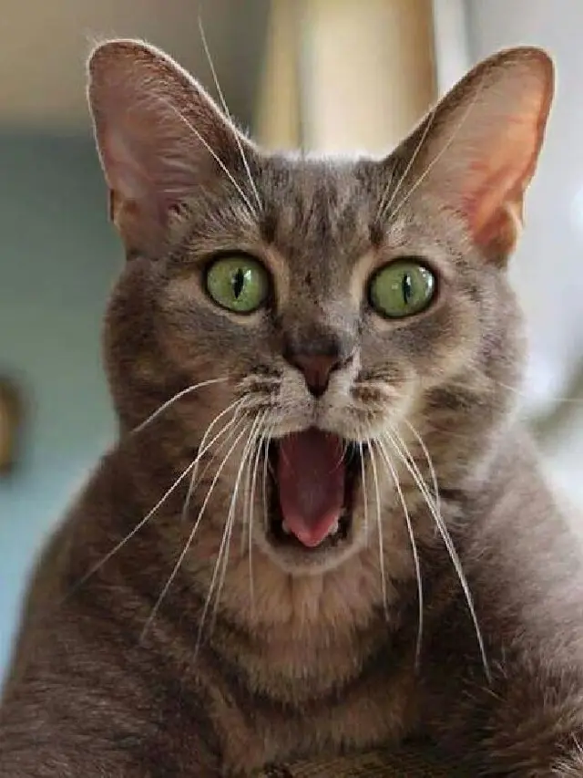 6 Potret Kucing Terlihat Kaget Ini Lucu, Bola Mata Melotot