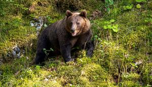 Ilustrasi beruang. (dok. Unsplash/Alexandru Bogdan Ghita)