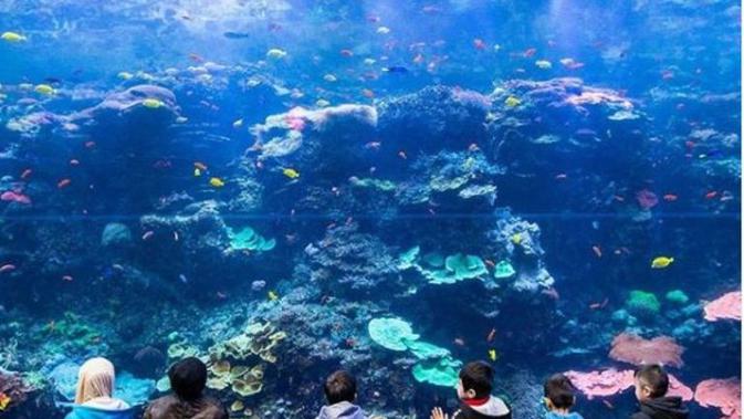 Wisata Virtual di Georgia Aquarium di Georgia, AS. (dok.Instagram @georgiaaquarium/https://www.instagram.com/p/BvO-5h2DnKP/Henry)