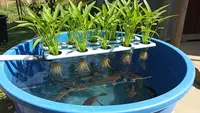 Cara Ternak Lele di Ember Sekaligus Hidroponik Kangkung, Panen Ganda di Lahan Sempit