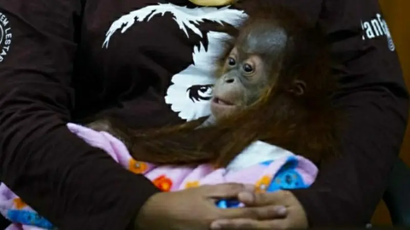 Bayi orangutan digendong petugas BBKSDA Riau setelah gagal diselundupkan dari Kota Dumai tujuan Malaysia.