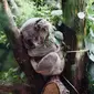 Koala. (dok. Jordan Whitt/Unsplash.com)